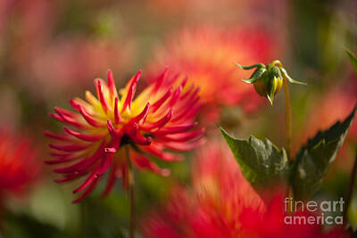 Impressionism Photo Rights Managed Images - Dahlia Firestorm Royalty-Free Image by Mike Reid