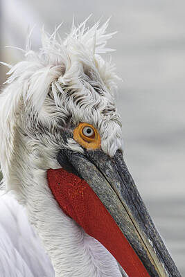 Periodic Table Of Elements Rights Managed Images - Dalmatian pelican - Pelecanus crispus Royalty-Free Image by Jivko Nakev