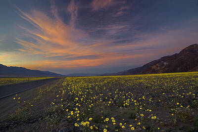Pixel Art Mike Taylor - Death Valley Wild Flowers Bloom by Michael Just