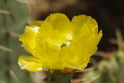Birds Royalty-Free and Rights-Managed Images - Desert flower by Jeff Swan