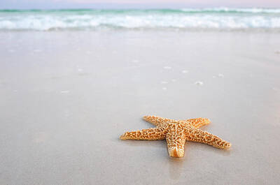 Robert Bellomy Royalty-Free and Rights-Managed Images - Destin Florida Miramar Beach Starfish by Robert Bellomy