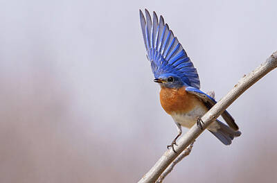 Minimalist Movie Posters 2 Rights Managed Images - Eastern Bluebird Royalty-Free Image by Jayne Gulbrand
