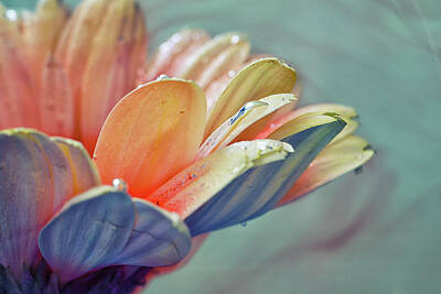 Abstract Flowers Photos - Elegance by Stelios Kleanthous