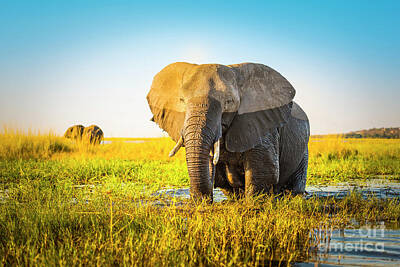 Animals Photos - Elephant by THP Creative