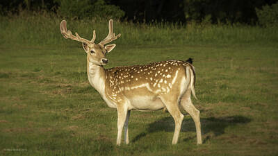 Fathers Day 1 Royalty Free Images - Fallow Deer Stag Royalty-Free Image by Mike Walker