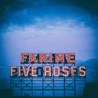 Roses Royalty-Free and Rights-Managed Images - Farine Five Roses by Tanya Harrison