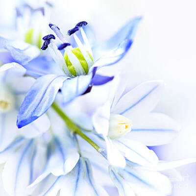 Floral Photos - First spring flowers 1 by Elena Elisseeva