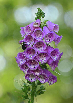 Florals Royalty-Free and Rights-Managed Images - Foxglove by Cathy Kovarik