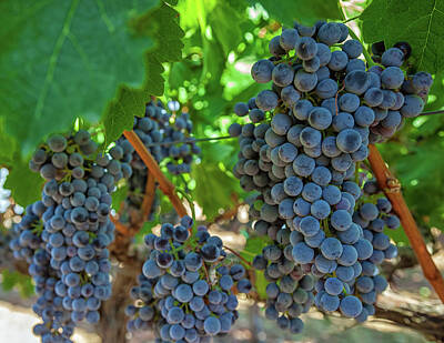 Wine Photos - Grapes 3 by Jonathan Nguyen