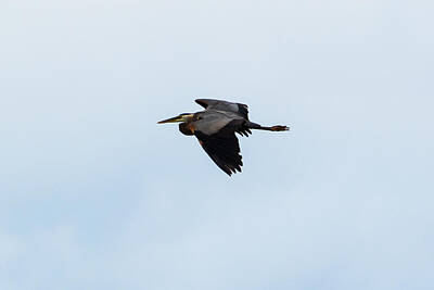 Nautical Animals - Great Blue Heron by Holden The Moment