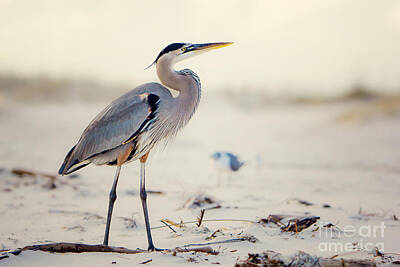 Beach Royalty-Free and Rights-Managed Images - Great Blue Heron  by Joan McCool
