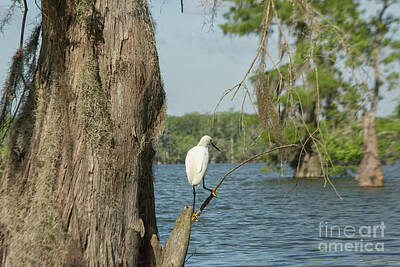 Birds Royalty Free Images - Great white egret Royalty-Free Image by Patricia Hofmeester