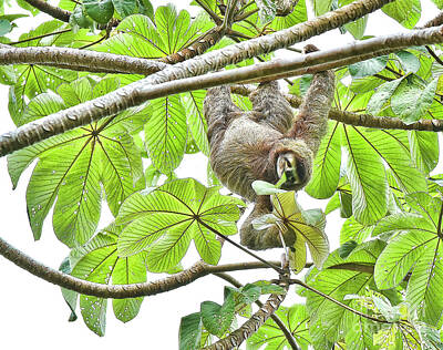 Monochrome Landscapes Royalty Free Images - Happy Sloth Eating a Cecropia Leaf Royalty-Free Image by Paul Gerace