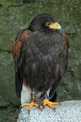 Animal Paintings James Johnson Rights Managed Images - Harris Hawk Royalty-Free Image by Philip Ralley