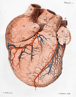 Catch Of The Day - Heart, Anatomical Illustration, 18th by Science Source