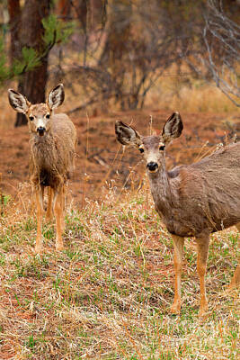 Steven Krull Royalty Free Images - Herd of Doe Mule Deer Royalty-Free Image by Steven Krull