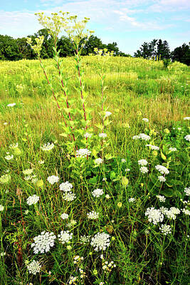Aromatherapy Oils Royalty Free Images - Hillside of Wildflowers in Marengo Ridge Royalty-Free Image by Ray Mathis