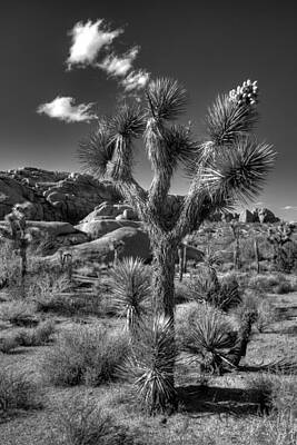 Golfing Royalty Free Images - Joshua Tree and Cloud Royalty-Free Image by Peter Tellone