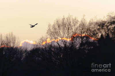Man Cave - Kestrel hunting at sunset by Paul Farnfield
