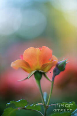 Impressionism Photos - Light of the Garden by Mike Reid