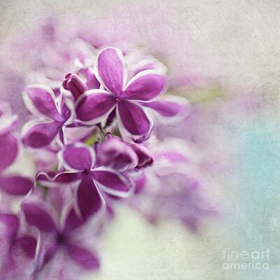 Urban Abstracts - Lilacs by Sylvia Cook