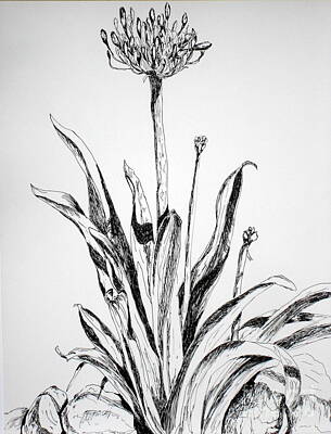 Recently Sold - Lilies Drawings - Lily of the Nile by Vicki  Housel