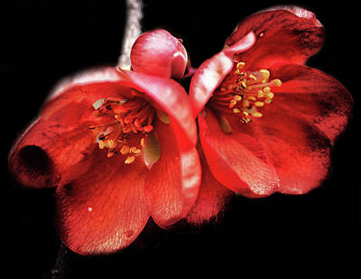 Floral Photos - Little Red Flower by Martin Newman