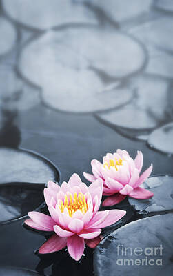 Lilies Royalty-Free and Rights-Managed Images - Pink lotus blossoms by Elena Elisseeva
