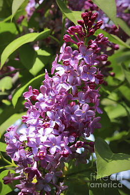 Sports Tees Rights Managed Images - Lovely Lilacs Royalty-Free Image by Carol Groenen