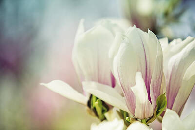 Floral Photos - Magnolia by Nailia Schwarz
