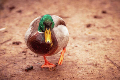 Lucille Ball Royalty Free Images - Mallard - Anas platyrhynchos Royalty-Free Image by Marc Braner