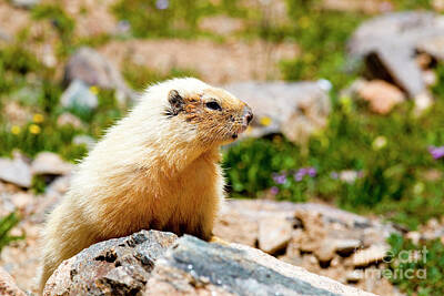 Steven Krull Royalty-Free and Rights-Managed Images - Marmot on Mount Massive Colorado by Steven Krull