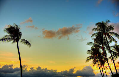 Seamstress - Maui Palm Sunrise by Kelly Wade