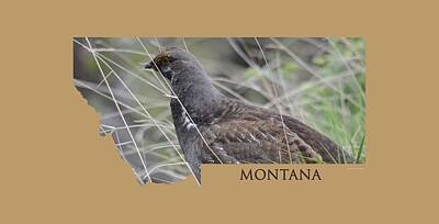 Shaken Or Stirred - Montana-Dusky Grouse by Whispering Peaks Photography