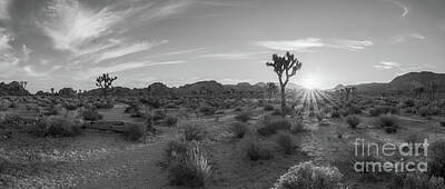 Surrealism Photo Royalty Free Images - Morning Hike in Joshua Tree National Park  Royalty-Free Image by Michael Ver Sprill