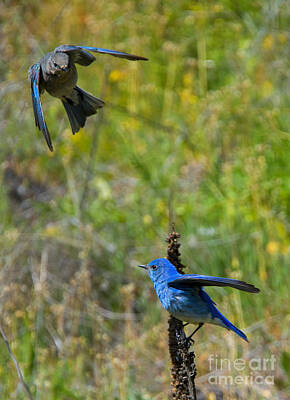 Mountain Royalty-Free and Rights-Managed Images - Mountain Bluebird Pair by Michael Dawson