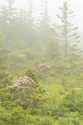 Scifi Portrait Collection - Mountain Laurel in Mist by Thomas R Fletcher