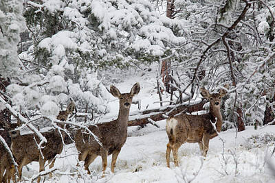 Steven Krull Royalty-Free and Rights-Managed Images - Mule Deer in Heavy Snowfall by Steven Krull
