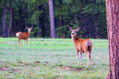 Steven Krull Royalty Free Images - Mule Deer in the Forest Royalty-Free Image by Steven Krull