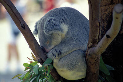 Fine Dining Royalty Free Images - Naptime for a Koala Bear  Royalty-Free Image by Carl Purcell