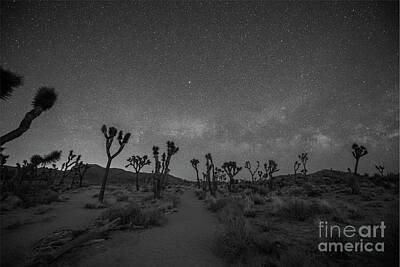 Surrealism Photo Rights Managed Images - Night Hike Thru Joshua Tree  Royalty-Free Image by Michael Ver Sprill