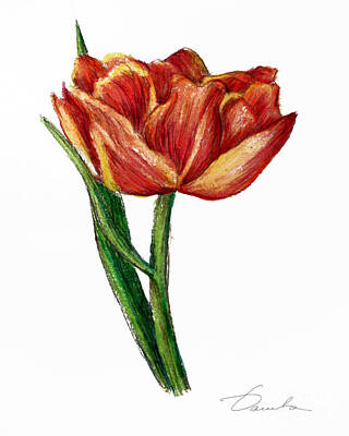 Floral Drawings Rights Managed Images - Orange Tulip Royalty-Free Image by Danuta Bennett