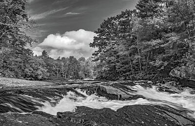 Mother And Child Animals - Oxtongue River 5 bw by Steve Harrington