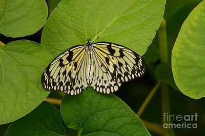 Sultry Plants Rights Managed Images - Paper Kite Butterfly Royalty-Free Image by Merrimon Crawford