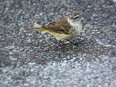 Mannequin Dresses Rights Managed Images - Parking Lot Palm Warbler Royalty-Free Image by Jill Nightingale