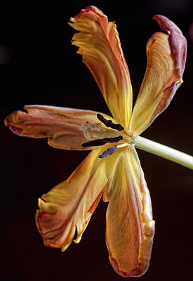 Birds Royalty Free Images - Parrot Tulip 29 Royalty-Free Image by Robert Ullmann