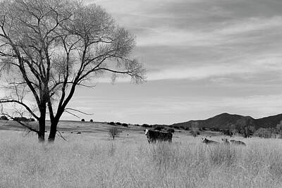 Unicorn Dust - Patagonia Pasture 2 by Teresa Wilson