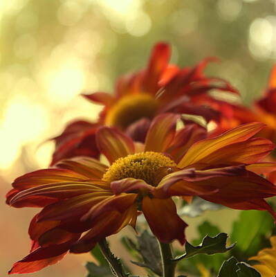 Cowboy - Pele Chrysanthemum 2 by Katharine Hanna