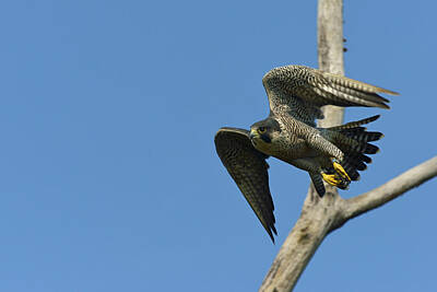 Birds Royalty Free Images - Peregrine Falcon flies off Royalty-Free Image by Mark Wallner
