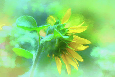 Sunflowers Royalty-Free and Rights-Managed Images - Petals of Sunshine  by Ola Allen